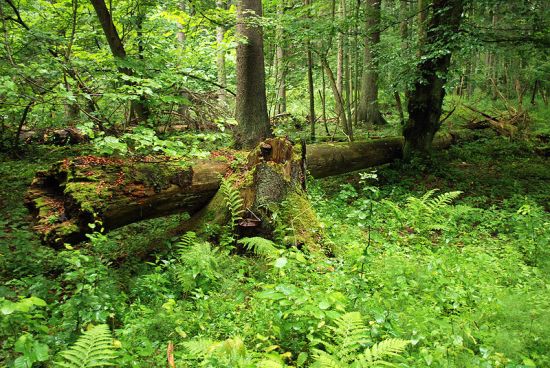 Białowieska forest in Poland, the location of one of the plots