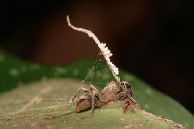 This parasitic fungus takes over the brain and then ejects its spores out of the ant's head