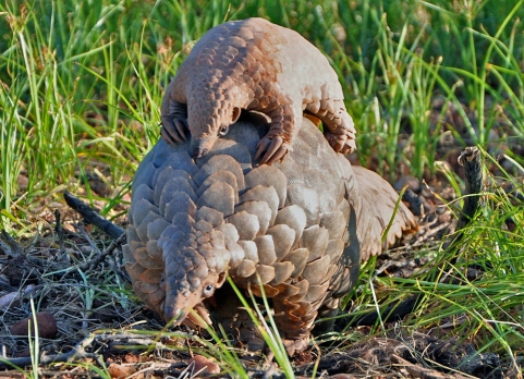 The ground pangolin, one of many species facing extinction in the earth's sixth mass extinction event