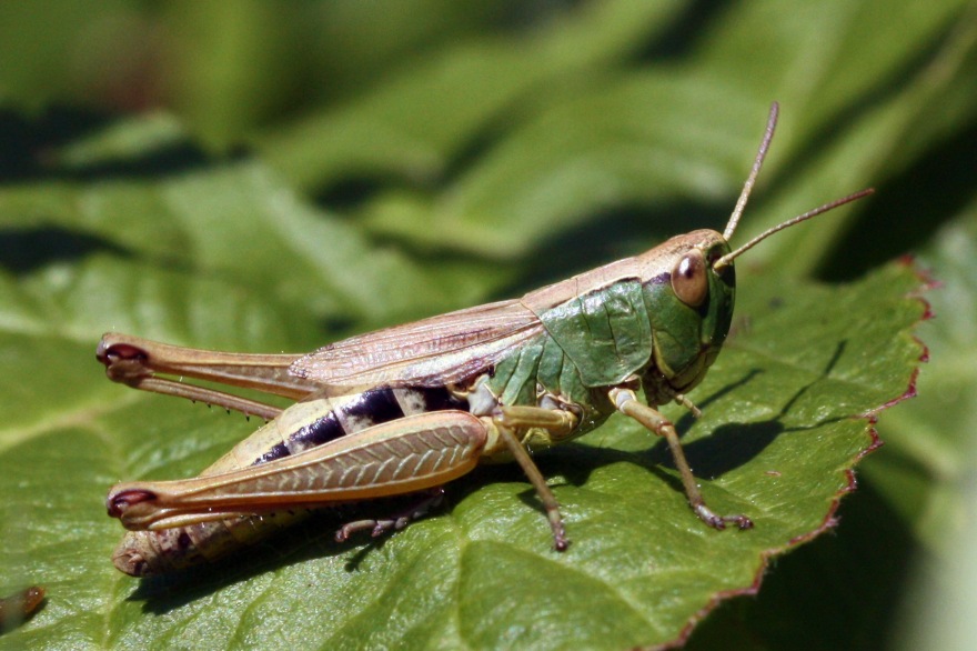 Leaf chewing by grasshoppers and other herbivores have increased over the last 112 years due to warmer winter temperatures